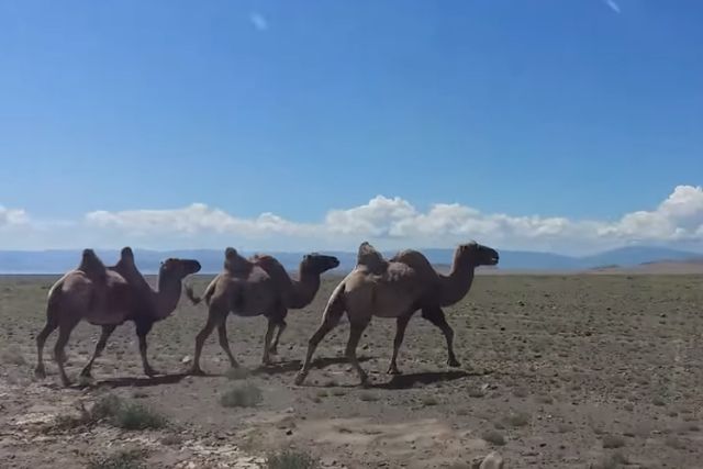 монгольские верблюды