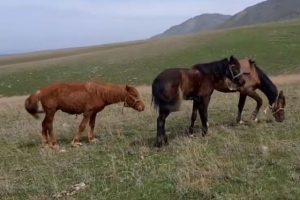 Мугалжарская порода лошадей и джабе