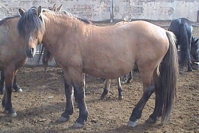 Мугалжарская порода лошадей
