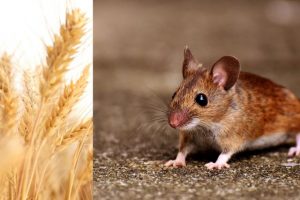 мышь и пшеница