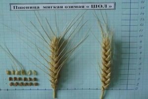 Новый сорт озимой пшеницы - "Шөл"