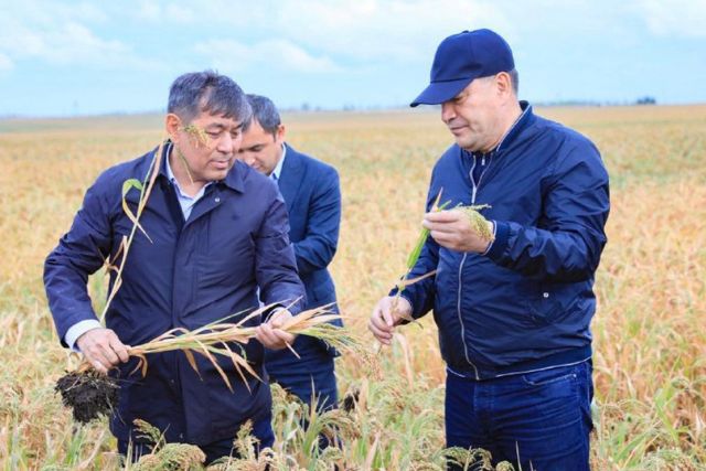 Новый сорт ячменя впервые выращивают в Актюбинской области