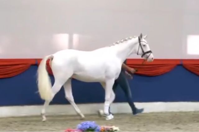 Ольденбургская порода лошадей: характеристика, фото, содержание