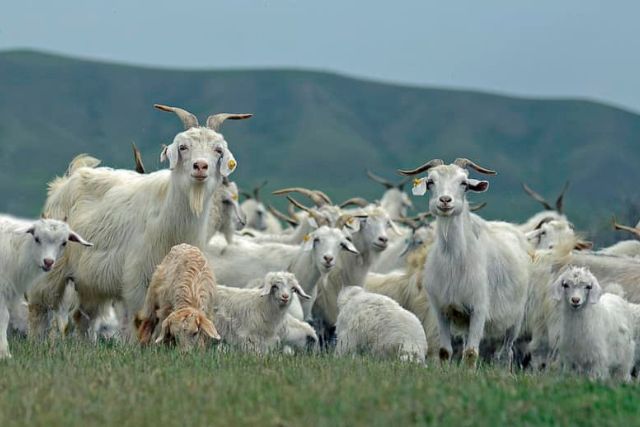 Оренбургские козы