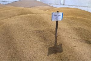 органическая пшеница