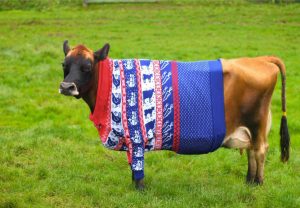 корова в свитере