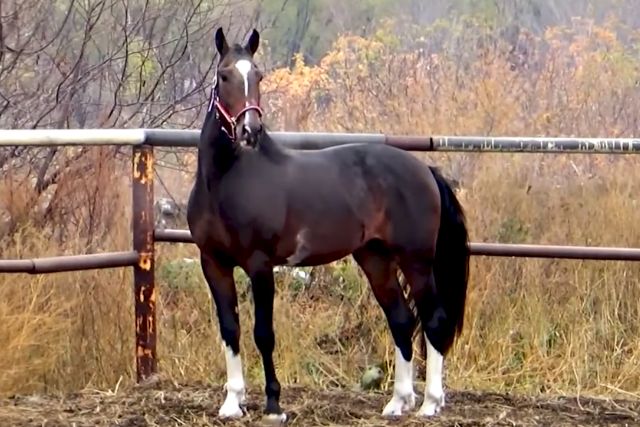 Орловский рысак порода лошадей: характеристика, фото, содержание