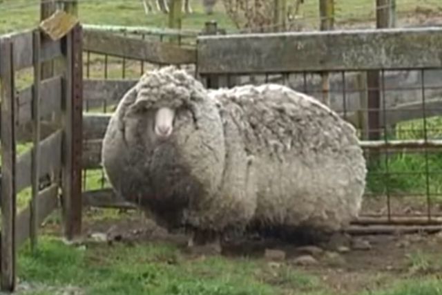 Овца породы австралийский меринос