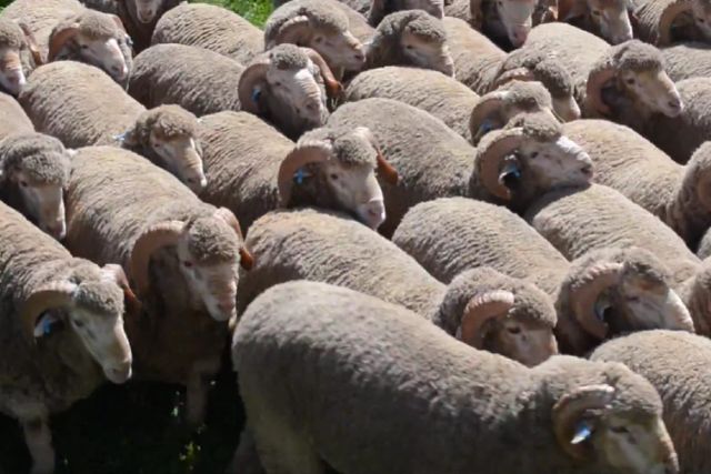 Овцы породы австралийский меринос