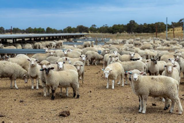 овцы в Австралии