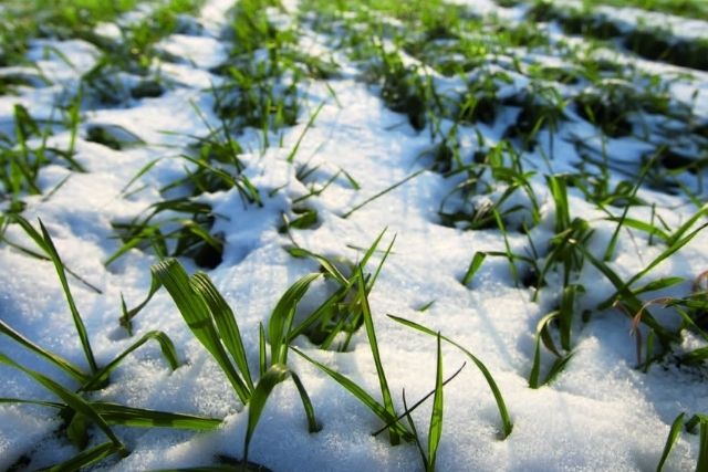 Озимая пшеница под снегом