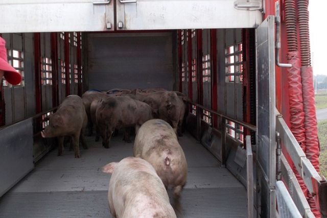 перевозка свиней автотранспортом