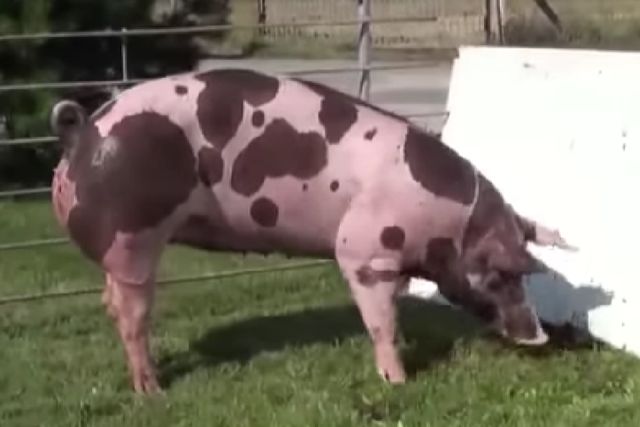 Пьетрен порода свиней