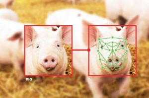 идентификация свиней