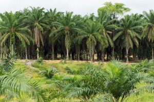 Плантация пальмового масла