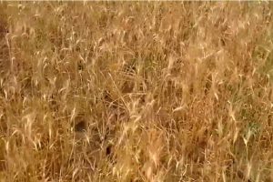 Поле пшеницы во время засухи