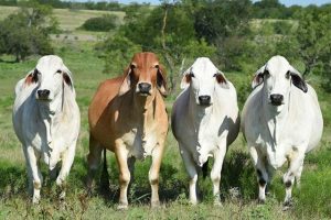 Коровы породы брахман