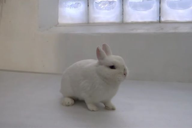Порода кроликов гермелин