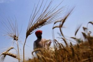 производство пшеницы в Индии
