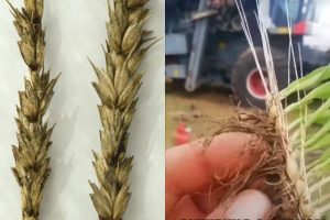 прорастание пшеницы на корню