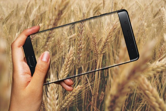 пшеница и смартфон