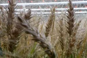 пшеница на закрытой ферме