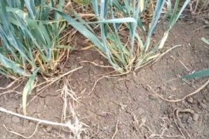 Пшеница во время засухи