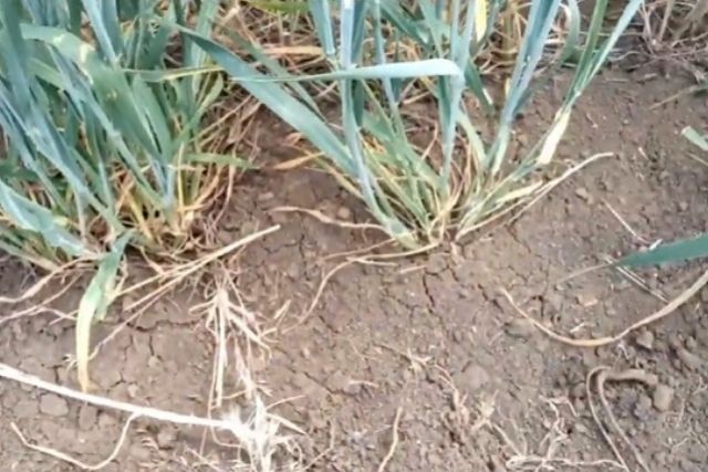 Пшеница во время засухи