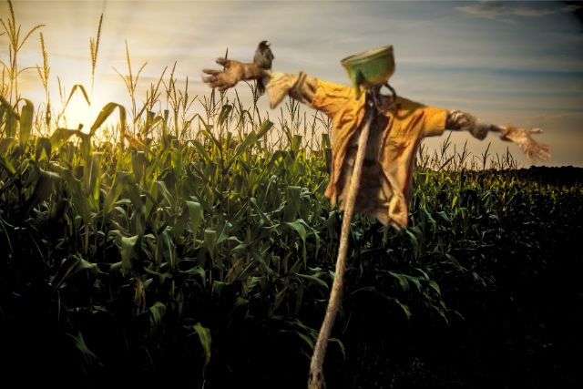 Пугало на поле кукурузы