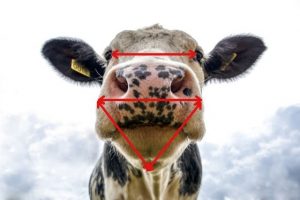 Распознавание лиц у коров