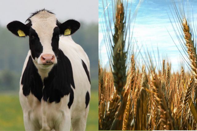Растениеводство vs животноводство