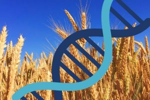 Редактирование генов пшеницы