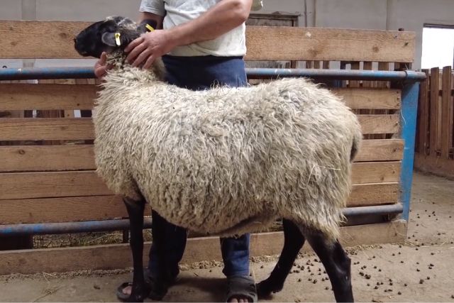Романовская порода овец: характеристика МРС, фото, продуктивность