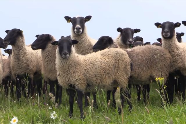 Романовская порода овец: характеристика МРС, фото, продуктивность