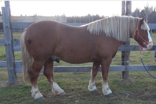 Лошадь Русский тяжеловоз: описание породы, характеристики, уход, содержание и отзывы