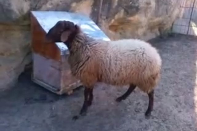Сараджинская порода овец: характеристика, фото, продуктивность