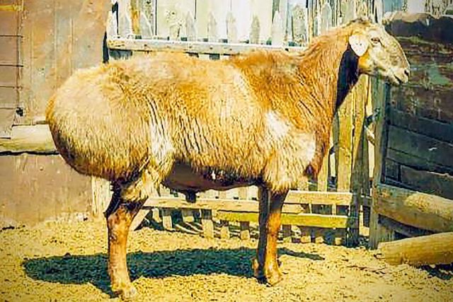 Сарыаркинская курдючная порода овец