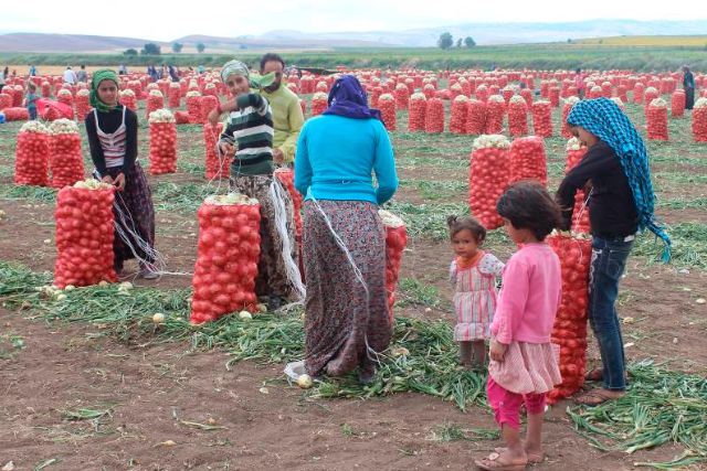 Сбор урожая в Турции