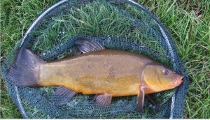 Возможности выращивания линя в индустриальных условиях в Казахстане