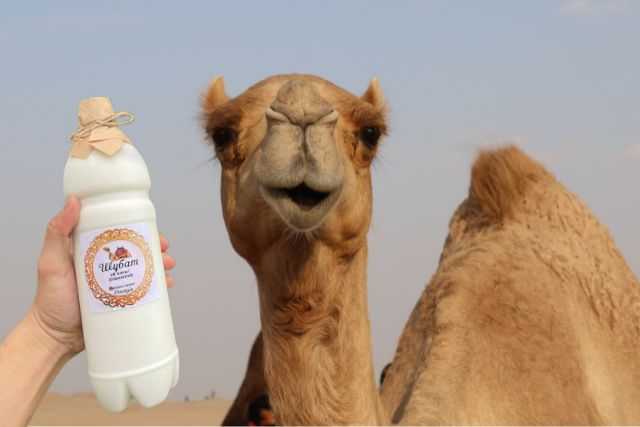 шубат из верблюжьего молока