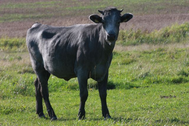 Синяя порода коров