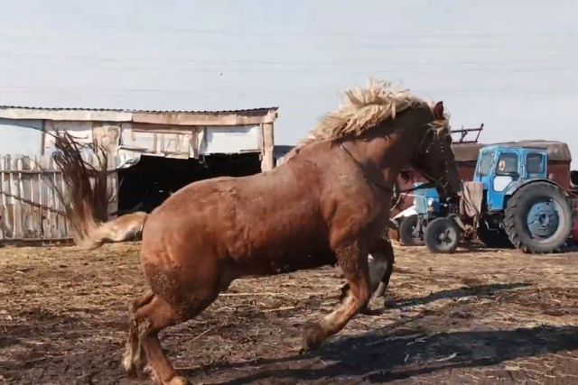 Советский тяжеловоз порода лошадей: характеристика, фото, содержание