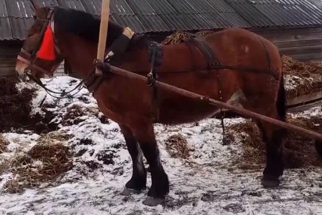 Советский тяжеловоз порода лошадей: характеристика, фото, содержание