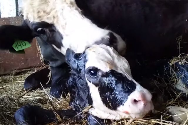 новорожденный теленок