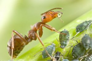 тля и муравей