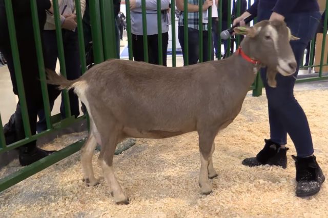 Тоггенбургская порода коз: описание, характеристики, продуктивность, содержание и отзывы