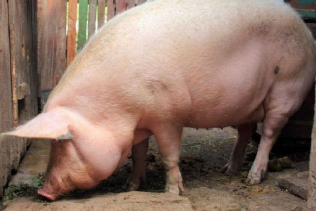 Украинская степная белая порода свиней: характеристика, фото, содержание