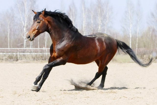Лошадь Украинская верховая: описание породы, характеристики, уход и отзывы
