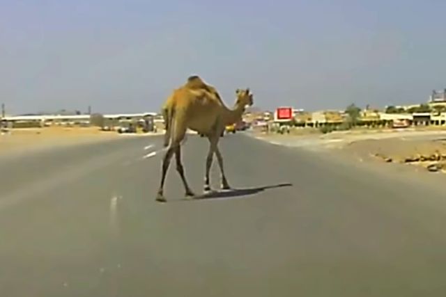 верблюд на дороге
