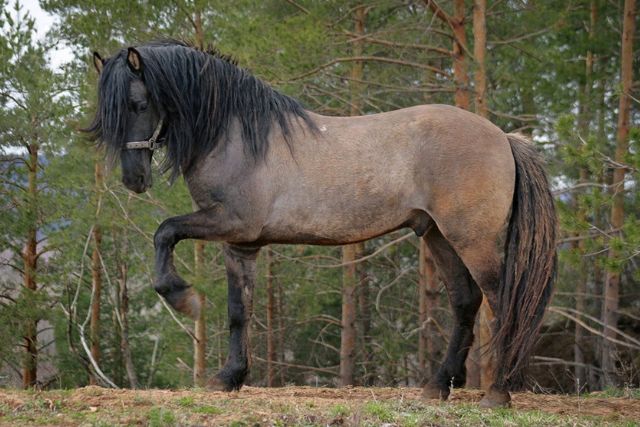 Вятская порода лошадей: характеристика, фото, содержание